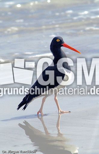 Weißer Austernfischer (5 von 8).jpg